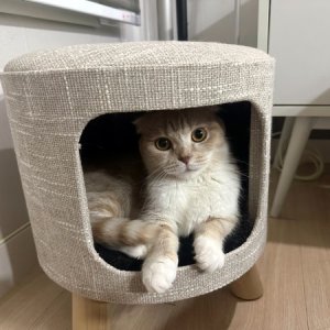 고양이를 찾습니다 먼치킨 대전광역시 중구