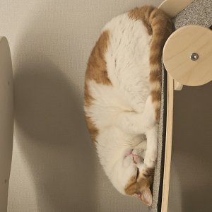 고양이 실종 코리아쇼트헤어 대전광역시 서구