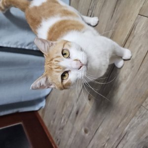 고양이를 찾습니다 고양이 전단지