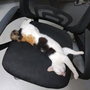 고양이를 찾습니다 고양이 전단지