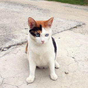 고양이 실종 코리아쇼.. 강원도 춘천시