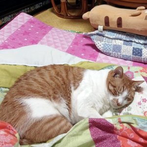 고양이를 찾습니다 코리아쇼트헤어 광주광역시 북구