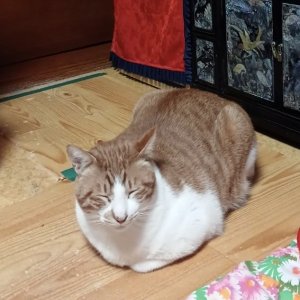 고양이를 찾습니다 고양이 전단지