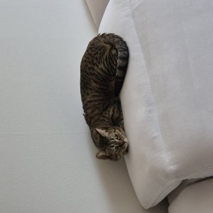 고양이를 찾습니다 고양이 전단지