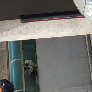 고양이 주인을 찾습니다 고양이 전단지
