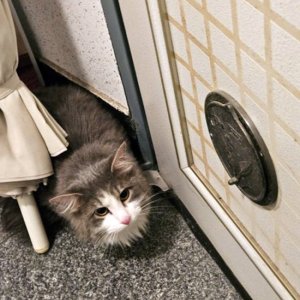 고양이 목격 기타묘종 서울특별시 종로구
