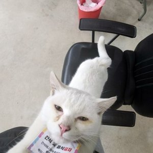 고양이 목격 코리아쇼트헤어 경기도 동두천시