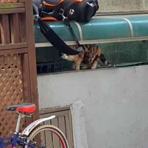 고양이 목격 기타묘종 서울특별시 서초구