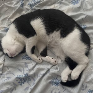 고양이를 찾습니다 고양이 전단지