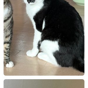 고양이 실종 코리아쇼트헤어 경기도 용인시 기흥구