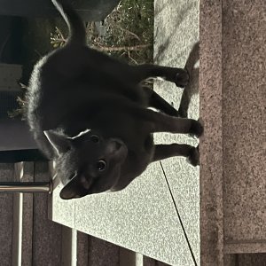 고양이 주인을 찾습니다 고양이 전단지