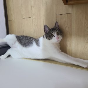 고양이 실종 코리아쇼트헤어 경기도 군포시