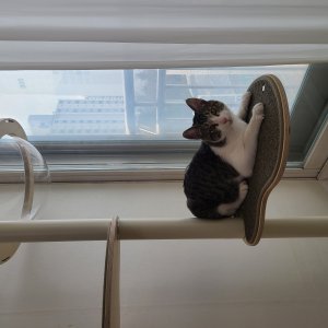 고양이를 찾습니다 고양이 전단지