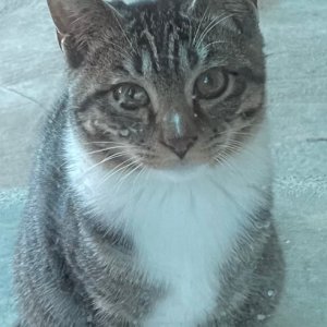 고양이 실종 기타묘종 경기도 양주시