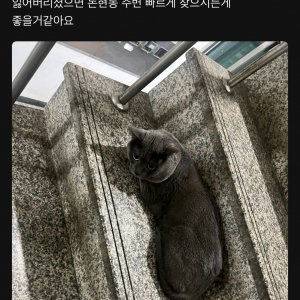고양이를 찾습니다 고양이 전단지