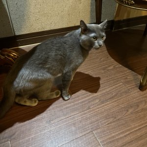 고양이 실종 기타묘종 서울특별시 강남구