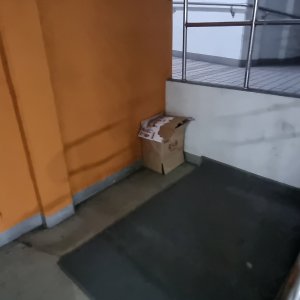 고양이 구조 기타묘종 경기도 파주시