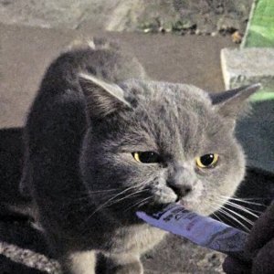 고양이 목격 러시안블루 경기도 안산시 상록구