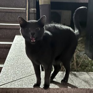 고양이 목격 러시안블루 인천광역시 남동구