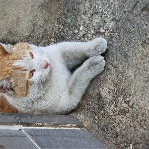 고양이 실종 코리아쇼트헤어 전라북도 완주군