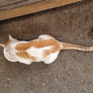 고양이를 찾습니다 고양이 전단지