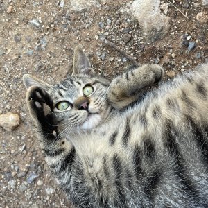 고양이를 찾습니다 고양이 전단지