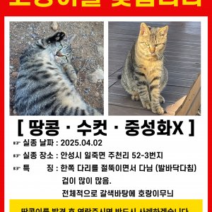 고양이 실종 코리아쇼트헤어 경기도 안성시