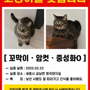 고양이를 찾습니다 고양이 전단지
