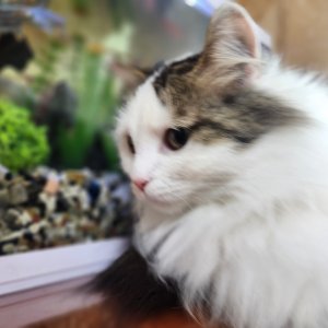 고양이 실종 노르웨이지안포레스트캣 서울특별시 강서구