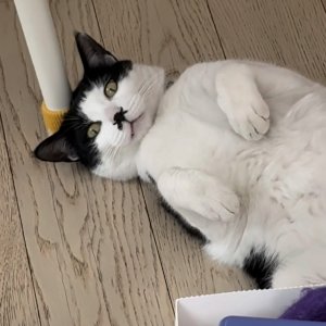 고양이 실종 코리아쇼트헤어 경기도 성남시 분당구