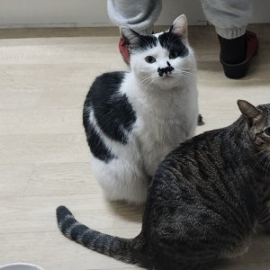 고양이를 찾습니다 고양이 전단지