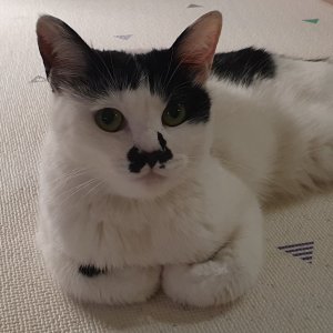 고양이 실종 코리아쇼트헤어 서울특별시 구로구