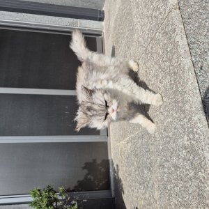 고양이 주인을 찾습니다 고양이 전단지