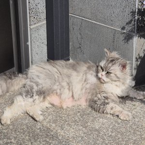 고양이 목격 페르시안 전라남도 목포시