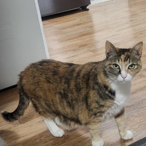 고양이 실종 코리아쇼트헤어 전라남도 여수시