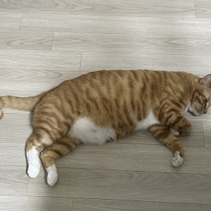 고양이를 찾습니다 고양이 전단지