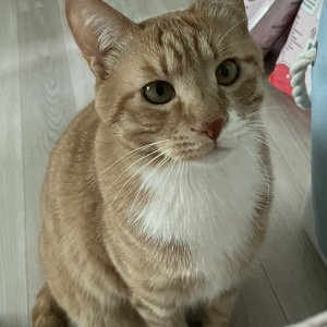 고양이 실종 기타묘종 충청남도 태안군