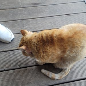 고양이 목격 기타묘종 전라북도 김제시
