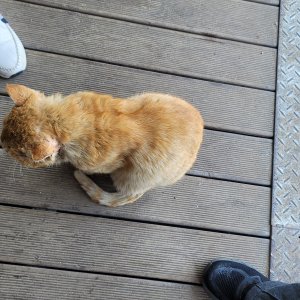고양이 주인을 찾습니다 고양이 전단지