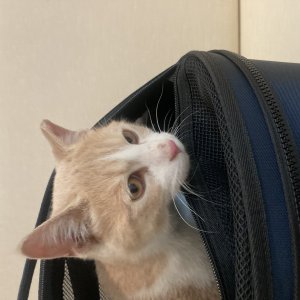 고양이를 찾습니다 고양이 전단지