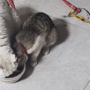 고양이를 찾습니다 고양이 전단지