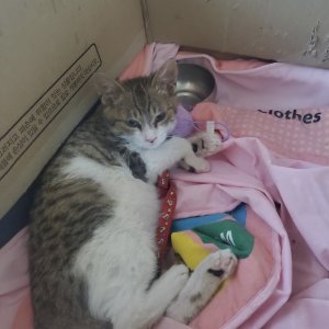 고양이 실종 코리아쇼트헤어 서울특별시 서대문구