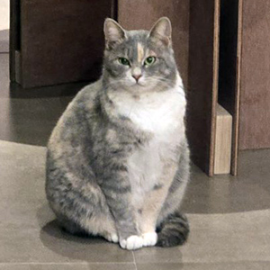고양이 실종 코리아쇼.. 충청남도 공주시
