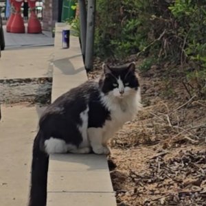 고양이 주인을 찾습니다 고양이 전단지