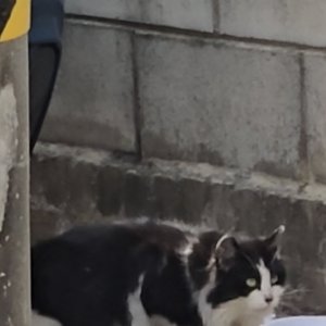 고양이 목격 기타묘종 경기도 고양시 덕양구