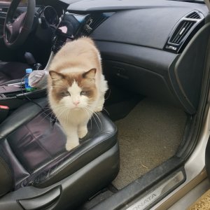 고양이 실종 래그돌 경상북도 경주시