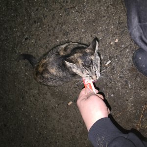 고양이 목격 기타묘종 경기도 광명시