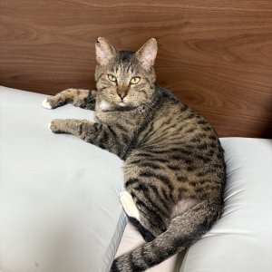 고양이를 찾습니다 고양이 전단지