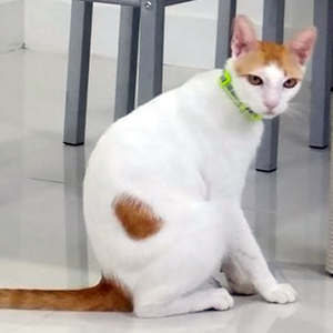 고양이 실종 믹스묘 충청남도 논산시