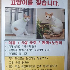 고양이를 찾습니다 믹스묘 충청남도 논산시